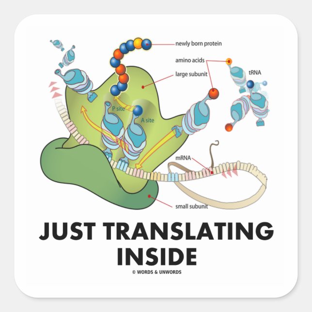 Pegatina Cuadrada Traduciendo sólo el interior (síntesis de proteína (Anverso)
