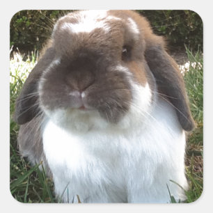 Pegatina Cuadrada ¡Traiga un cierto furriness en su vida!