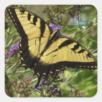 Pegatina Cuadrada Traje de cola torrencial con mariposa Bush