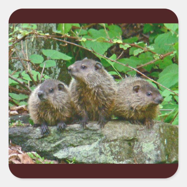 Pegatina Cuadrada Tres Baby Groundhogs (Anverso)