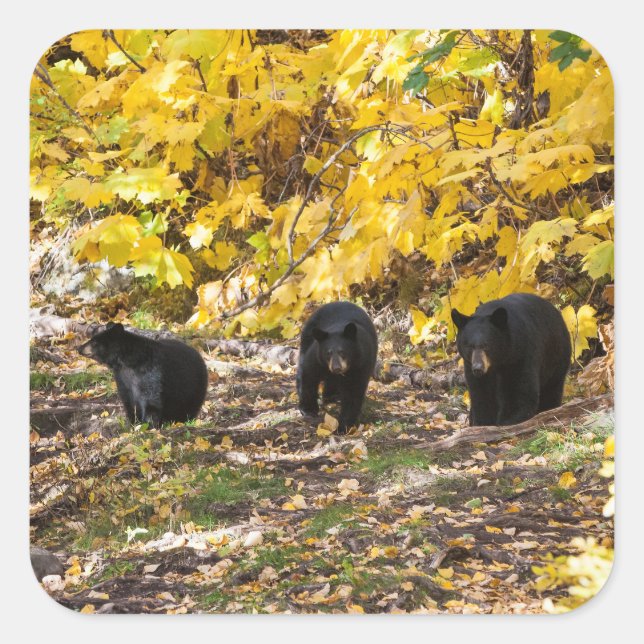 Pegatina Cuadrada Tres Baños (Anverso)