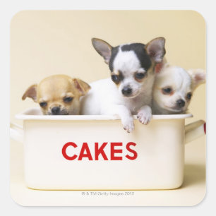 Pegatina Cuadrada Tres cachorros chihuahua en lata de tarta