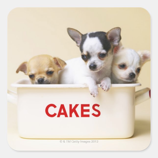 Pegatina Cuadrada Tres cachorros chihuahua en lata de tarta (Anverso)