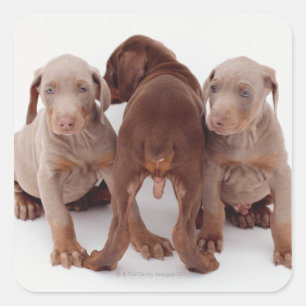 Pegatina Cuadrada Tres cachorros Doberman