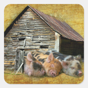 Pegatina Cuadrada Tres Cerditos En El Rústico Barn Snoozing