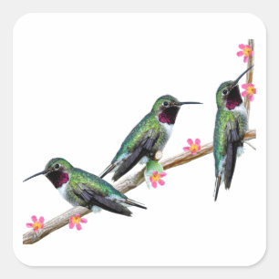 Pegatina Cuadrada Tres colibríes encaramados en una rama de un Floss