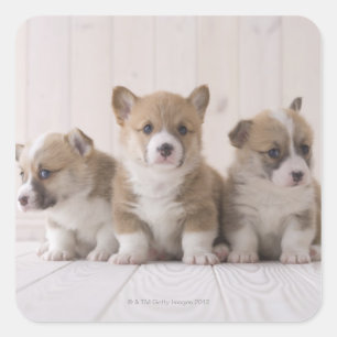 Pegatina Cuadrada Tres Corgi galés