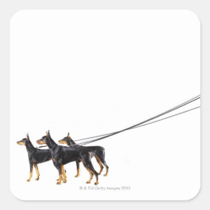 Pegatina Cuadrada Tres dobermanes sobre correa