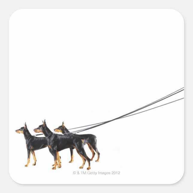 Pegatina Cuadrada Tres dobermanes sobre correa (Anverso)