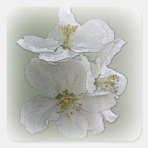 Pegatina Cuadrada tres flores blancas