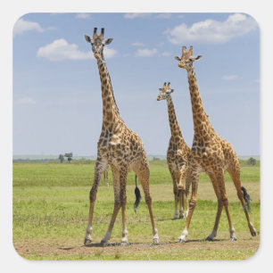 Pegatina Cuadrada tres jirafas masai, camelopardalis de Giraffa