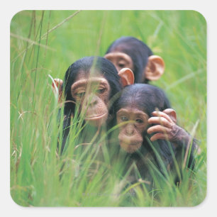 Pegatina Cuadrada Tres jóvenes chimpancés (troglocitos) en
