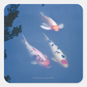 Pegatina Cuadrada Tres peces koi japoneses en un estanque