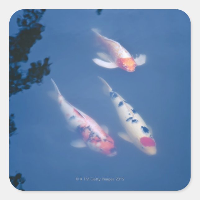 Pegatina Cuadrada Tres peces koi japoneses en un estanque (Anverso)