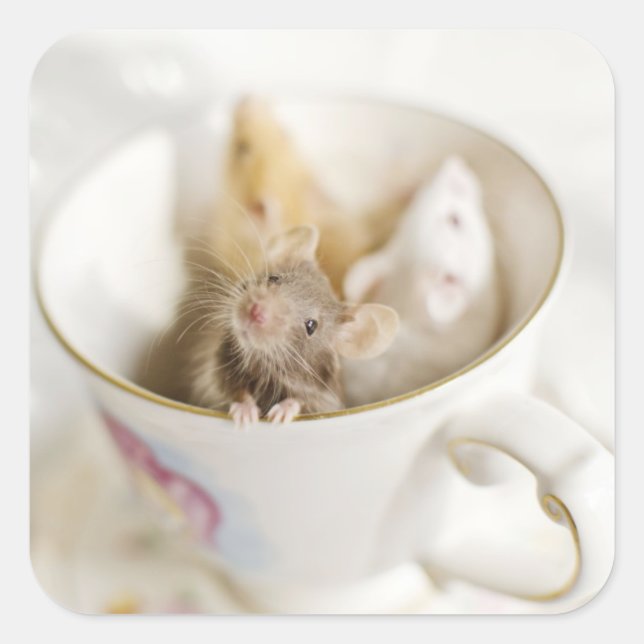 Pegatina Cuadrada Tres pequeños ratones (Anverso)