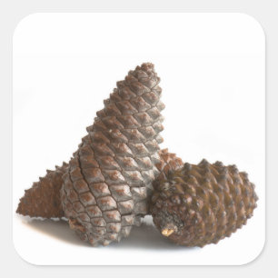 Pegatina Cuadrada Tres pinecones