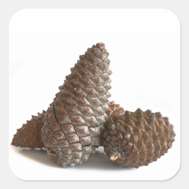 Pegatina Cuadrada Tres pinecones (Anverso)