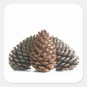 Pegatina Cuadrada Tres pinecones