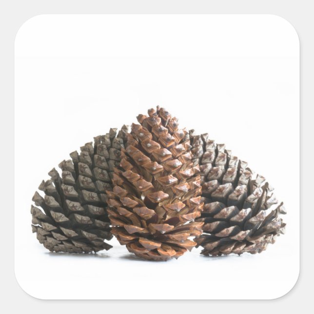 Pegatina Cuadrada Tres pinecones (Anverso)