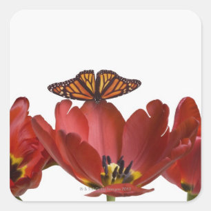 Pegatina Cuadrada Tres tulipanes rojos y una mariposa monarca contra