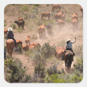 Pegatina Cuadrada Tres vaqueros y vaqueras que conducen ganado vacun