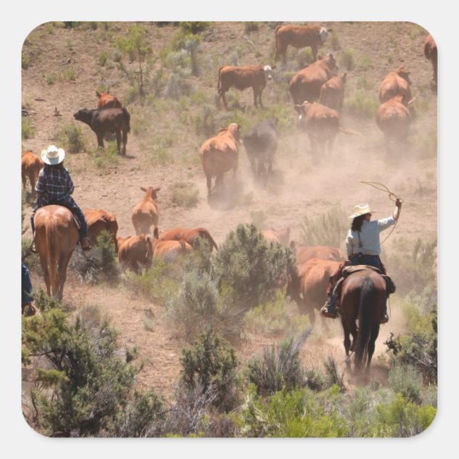 Pegatina Cuadrada Tres vaqueros y vaqueras que conducen ganado vacun (Anverso)