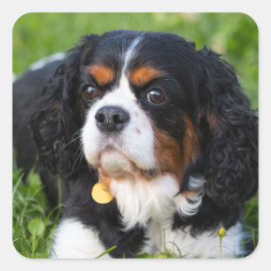 Pegatina Cuadrada Tri Color Cavalier King Charles Spaniel Dog