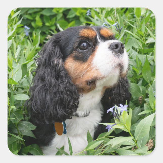 Pegatina Cuadrada Tri Color Cavalier King Charles Spaniel Dog (Anverso)