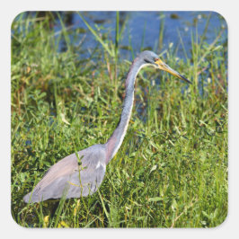 Pegatina Cuadrada Tricolored Heron Wading In The Marsh