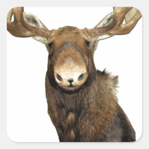 Pegatina Cuadrada Trofeo Moose