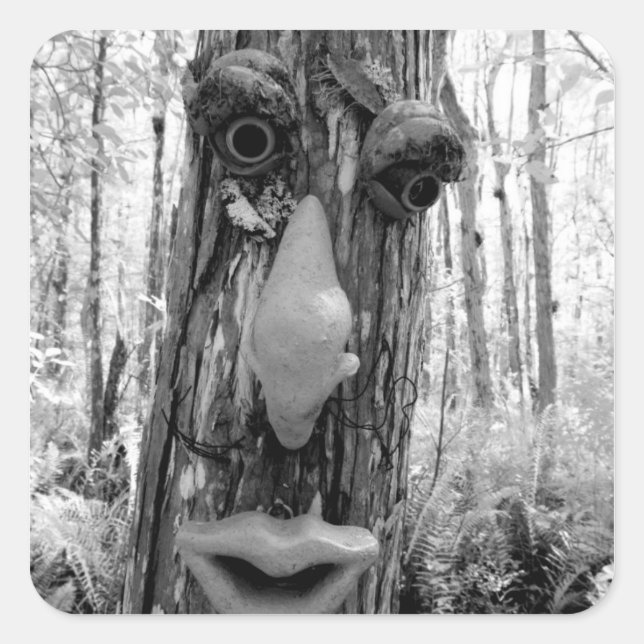 Pegatina Cuadrada Troll de árbol en un árbol Big Cypress. (Anverso)