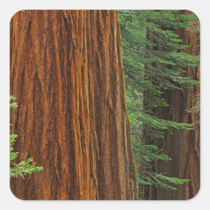Pegatina Cuadrada troncos de secuoya gigante en el bosque, Yosemite