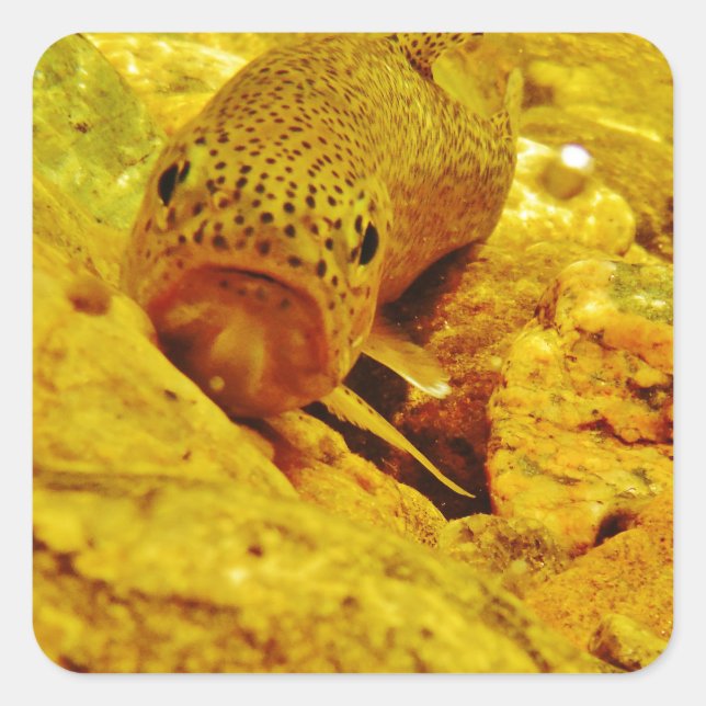 Pegatina Cuadrada Truco en la corriente (Anverso)