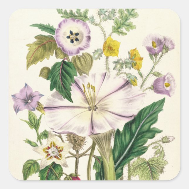 Pegatina Cuadrada Trumpet del diablo, plato 46 de 'Las Damas' (Anverso)