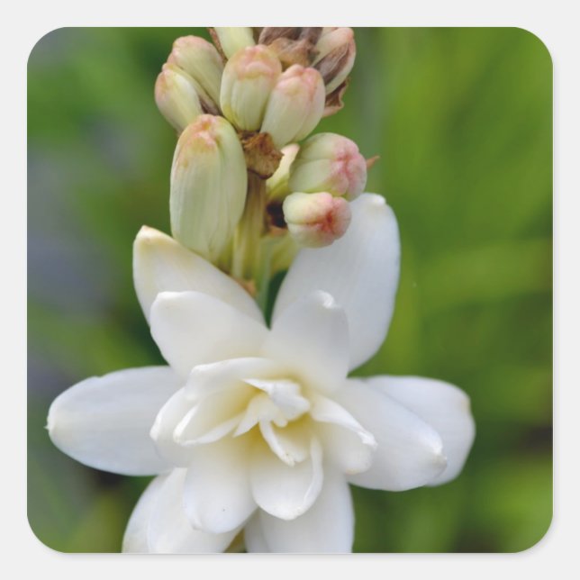 Pegatina Cuadrada Tuberose de Hawái (Anverso)