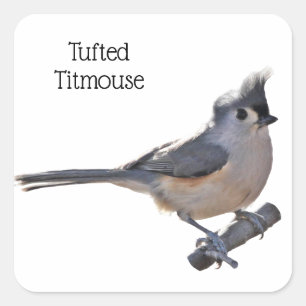 Pegatina Cuadrada Tufted Titmouse