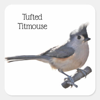 Pegatina Cuadrada Tufted Titmouse