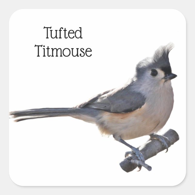Pegatina Cuadrada Tufted Titmouse (Anverso)