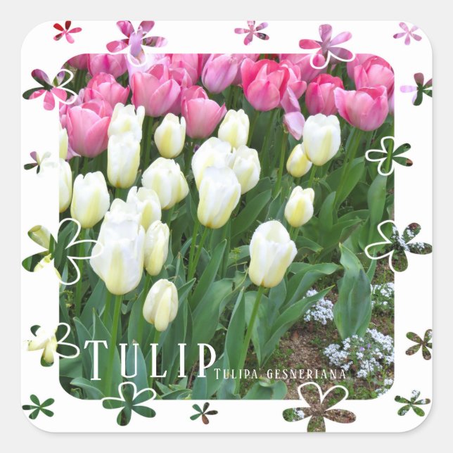 Pegatina Cuadrada Tulip (Anverso)