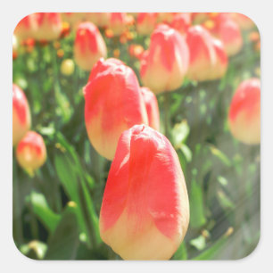 Pegatina Cuadrada Tulip Heaven