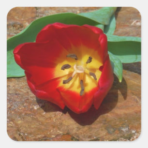 Pegatina Cuadrada Tulip rojo primavera
