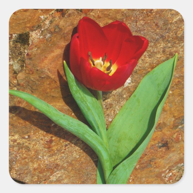 Pegatina Cuadrada Tulipán amarillo y rojo (Anverso)