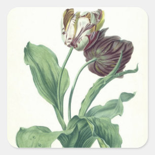 Pegatina Cuadrada Tulipán del jardín, de la "ópera Botanica",