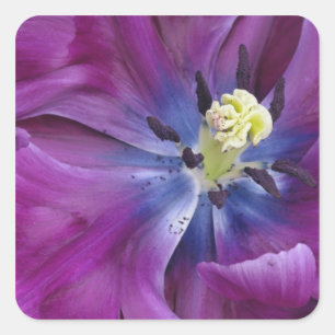 Pegatina Cuadrada Tulipán en primer plano, Jardines Keukenhof, Lisse