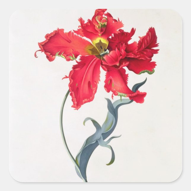 Pegatina Cuadrada Tulipán: Rojo Perroquet (Anverso)