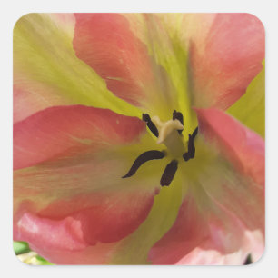 Pegatina Cuadrada Tulipán rosa y amarillo