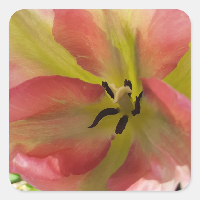 Pegatina Cuadrada Tulipán rosa y amarillo (Anverso)