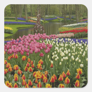 Pegatina Cuadrada Tulipán y jardín de jacinto, jardines Keukenhof,