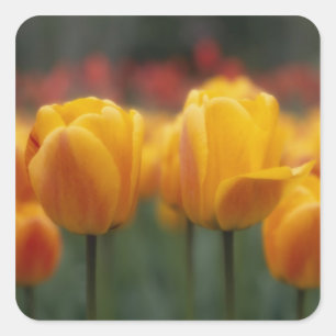 Pegatina Cuadrada Tulipanes 2