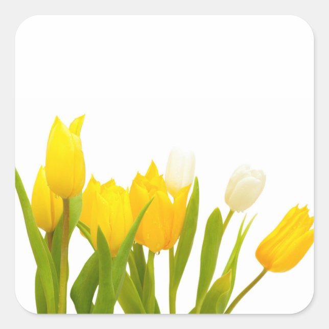 Pegatina Cuadrada Tulipanes amarillos (Anverso)